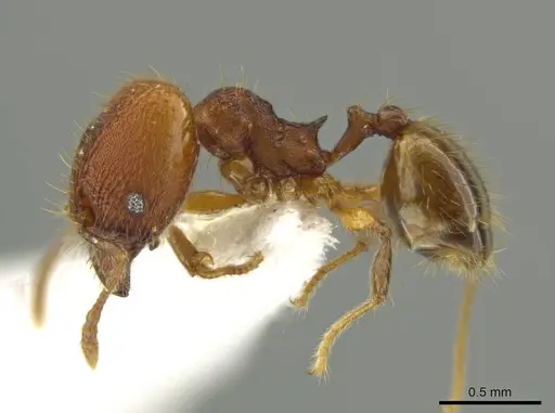 Pheidole oaxacana specimen CASENT0612755 image casent0612755_3