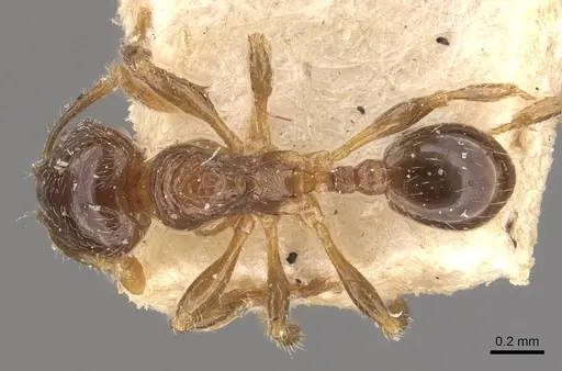 Pheidole obnixa specimen CASENT0908304 image casent0908304_1