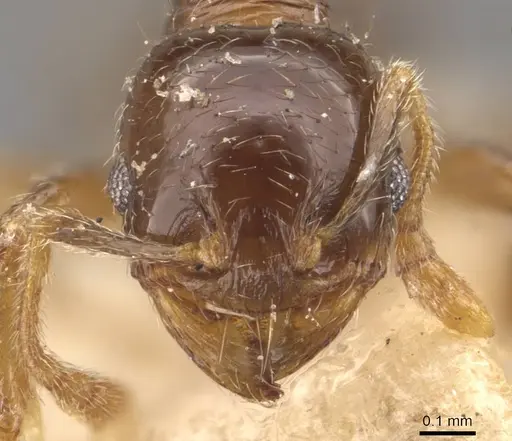 Pheidole obnixa specimen CASENT0908304 image casent0908304_2