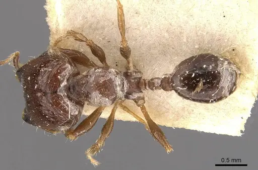 Pheidole obnixa specimen CASENT0908305 image casent0908305_1