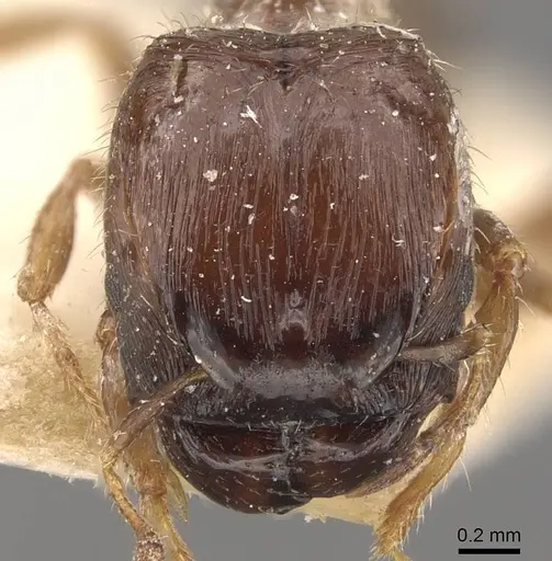 Pheidole obnixa specimen CASENT0908305 image casent0908305_2