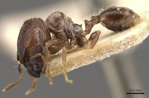 Pheidole obnixa specimen CASENT0908305 image casent0908305_3