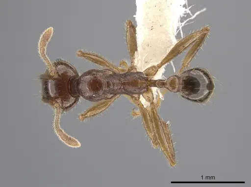Pheidole obrima specimen JTLC000015102 image jtlc000015102_1
