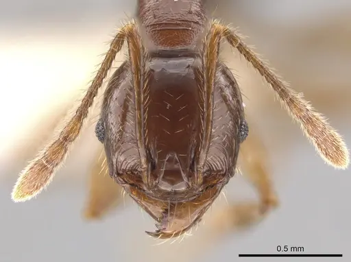 Pheidole obrima specimen JTLC000015102 image jtlc000015102_2