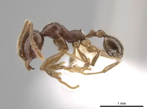 Pheidole obrima specimen JTLC000015102 image jtlc000015102_3