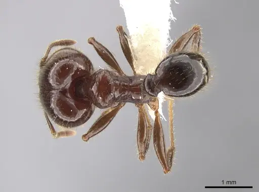 Pheidole obrima specimen JTLC000015103 image jtlc000015103_1