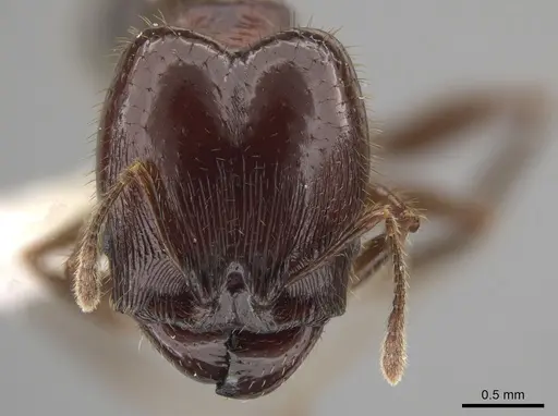 Pheidole obrima specimen JTLC000015103 image jtlc000015103_2