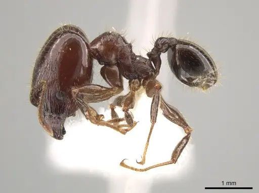 Pheidole obrima specimen JTLC000015103 image jtlc000015103_3