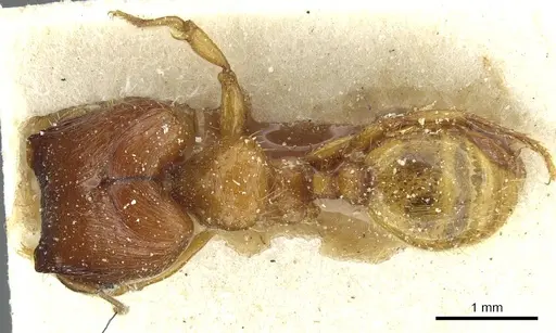 Pheidole obscurifrons specimen CASENT0913254 image casent0913254_1