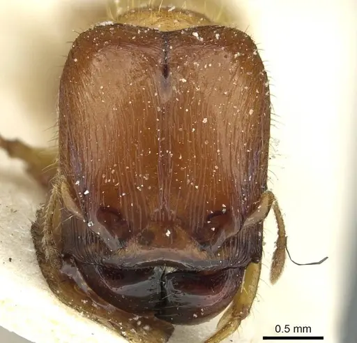 Pheidole obscurifrons specimen CASENT0913254 image casent0913254_2