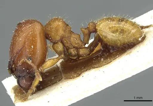 Pheidole obscurifrons specimen CASENT0913254 image casent0913254_3