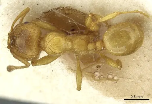 Pheidole obscurifrons specimen CASENT0913255 image casent0913255_1