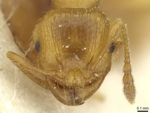Pheidole obscurifrons specimen CASENT0913255 image casent0913255_2