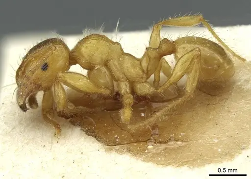 Pheidole obscurifrons specimen CASENT0913255 image casent0913255_3