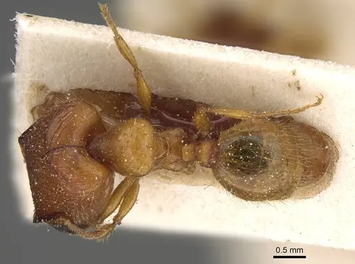 Pheidole obscurifrons specimen CASENT0922377 image casent0922377_1