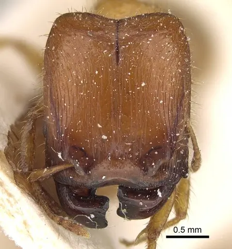 Pheidole obscurifrons specimen CASENT0922377 image casent0922377_2