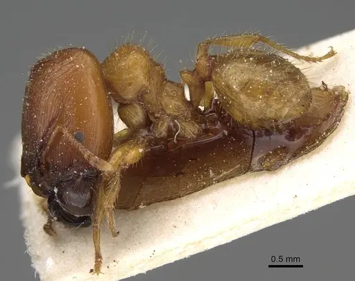 Pheidole obscurifrons specimen CASENT0922377 image casent0922377_3