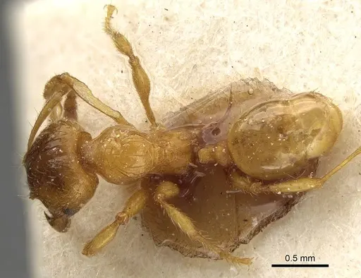 Pheidole obscurifrons specimen CASENT0922381 image casent0922381_1