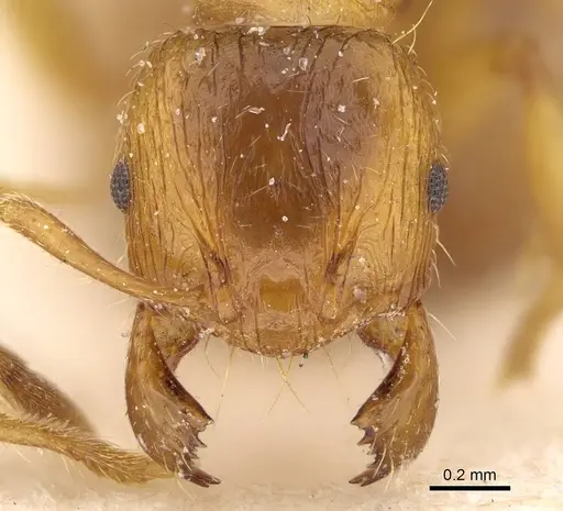 Pheidole obscurifrons specimen CASENT0922381 image casent0922381_2