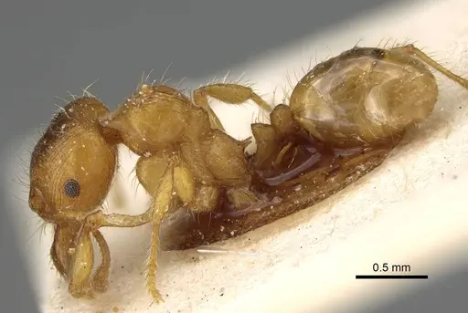 Pheidole obscurifrons specimen CASENT0922381 image casent0922381_3