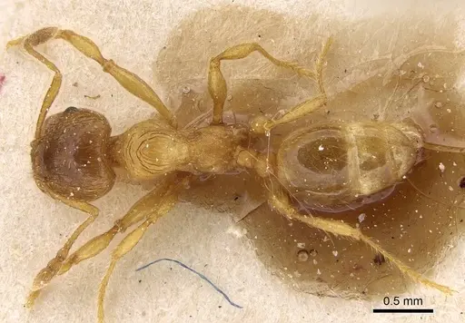 Pheidole obscurifrons specimen CASENT0922382 image casent0922382_1