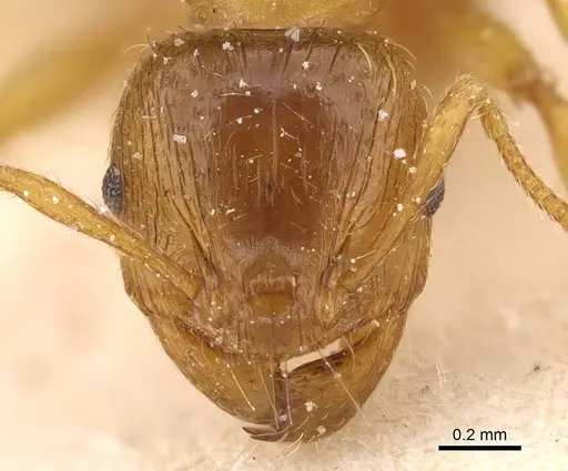 Pheidole obscurifrons specimen CASENT0922382 image casent0922382_2