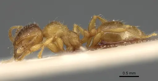 Pheidole obscurifrons specimen CASENT0922382 image casent0922382_3