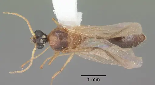 Pheidole obscurithorax specimen CASENT0104418 image casent0104418_1