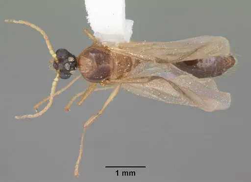 Pheidole obscurithorax specimen CASENT0104418 image casent0104418_2