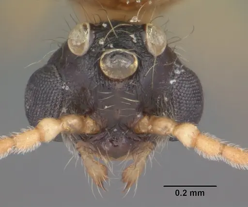 Pheidole obscurithorax specimen CASENT0104418 image casent0104418_3