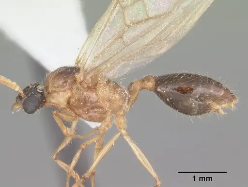Pheidole obscurithorax specimen CASENT0104418 image casent0104418_4