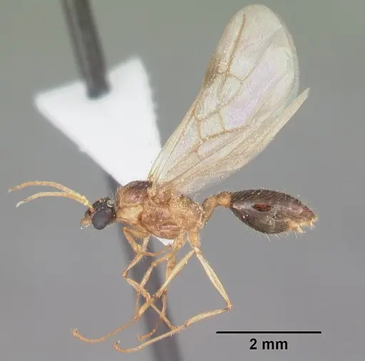 Pheidole obscurithorax specimen CASENT0104418 image casent0104418_5
