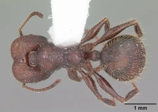 Pheidole obscurithorax specimen CASENT0104419 image casent0104419_1