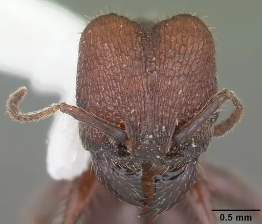 Pheidole obscurithorax specimen CASENT0104419 image casent0104419_2