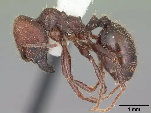 Pheidole obscurithorax specimen CASENT0104419 image casent0104419_3