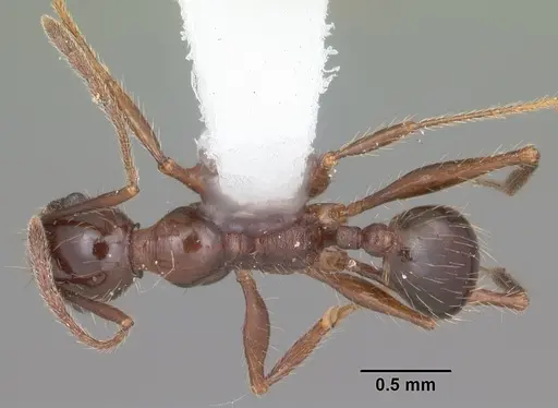 Pheidole obscurithorax specimen CASENT0104420 image casent0104420_1