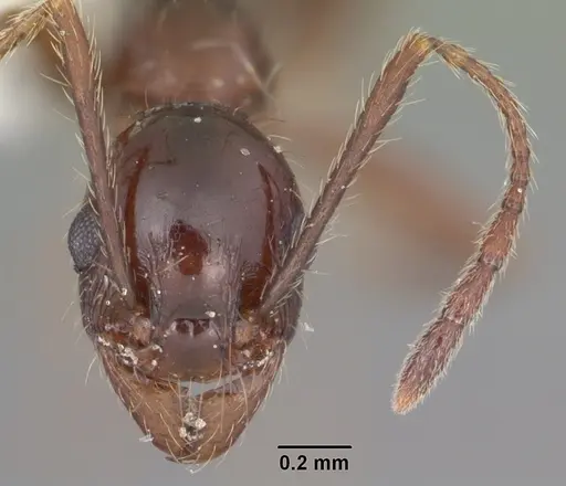 Pheidole obscurithorax specimen CASENT0104420 image casent0104420_2