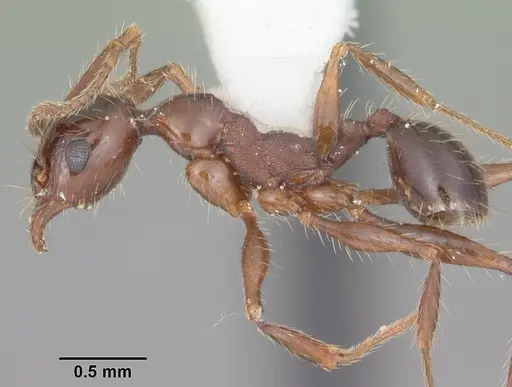 Pheidole obscurithorax specimen CASENT0104420 image casent0104420_3