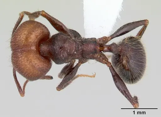 Pheidole obscurithorax specimen CASENT0178041 image casent0178041_1
