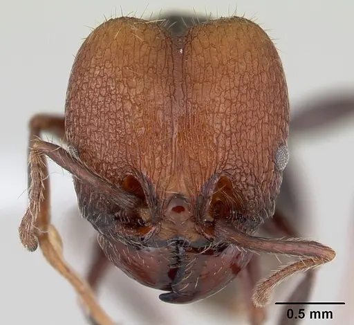 Pheidole obscurithorax specimen CASENT0178041 image casent0178041_2