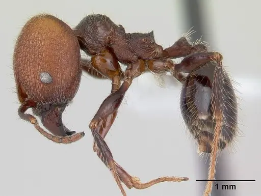 Pheidole obscurithorax specimen CASENT0178041 image casent0178041_3