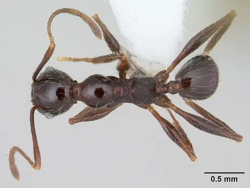 Pheidole obscurithorax specimen CASENT0178042 image casent0178042_1