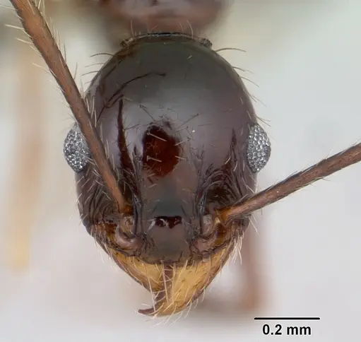 Pheidole obscurithorax specimen CASENT0178042 image casent0178042_2