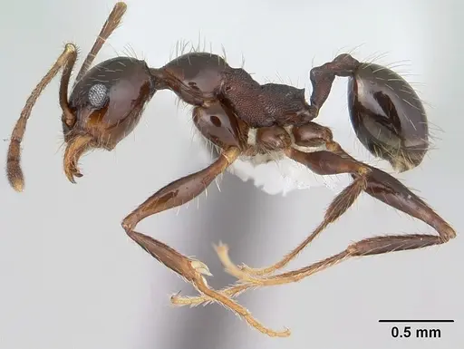 Pheidole obscurithorax specimen CASENT0178042 image casent0178042_3