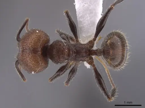 Pheidole obscurithorax specimen CASENT0653378 image casent0653378_1