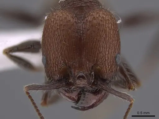 Pheidole obscurithorax specimen CASENT0653378 image casent0653378_2