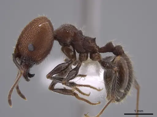 Pheidole obscurithorax specimen CASENT0653378 image casent0653378_3