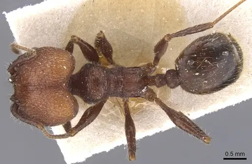 Pheidole obscurithorax specimen CASENT0913311 image casent0913311_1