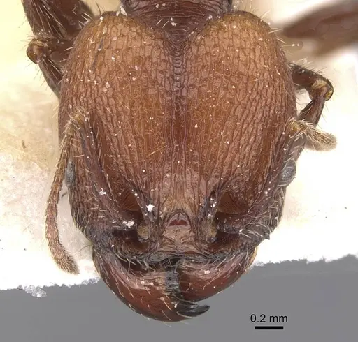 Pheidole obscurithorax specimen CASENT0913311 image casent0913311_2