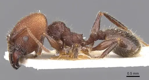 Pheidole obscurithorax specimen CASENT0913311 image casent0913311_3